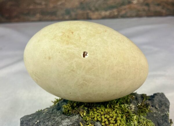 Eider duck egg # 1 - Image 3