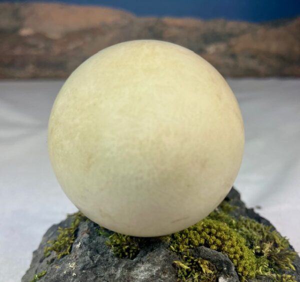 Eider duck egg # 1 - Image 4