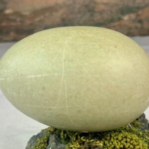 Eider duck egg # 2