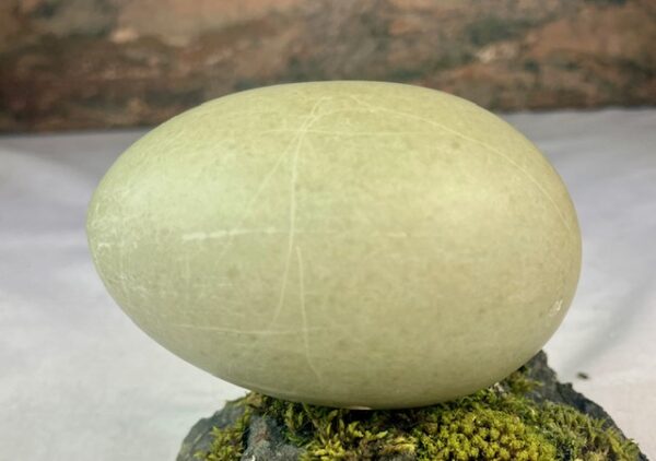 Eider duck egg # 2