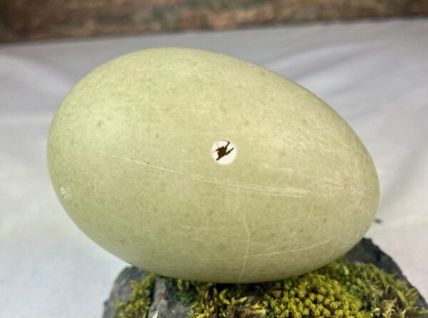 Eider duck egg # 2 - Image 3