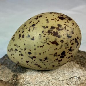 Lesser black-backed gull egg #1