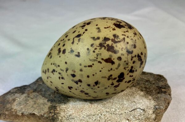 Lesser black-backed gull egg #1