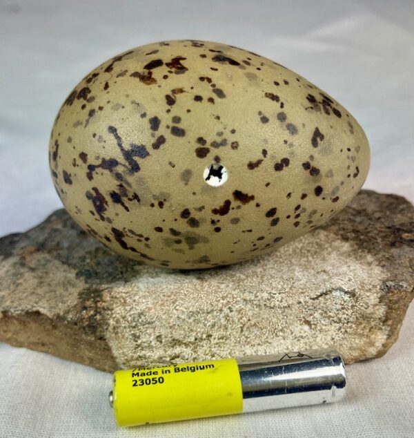 Lesser black-backed gull egg #1 - Image 3
