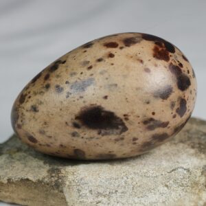 Razorbill egg #1