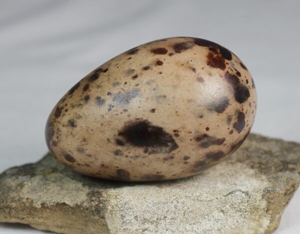 Razorbill egg #1