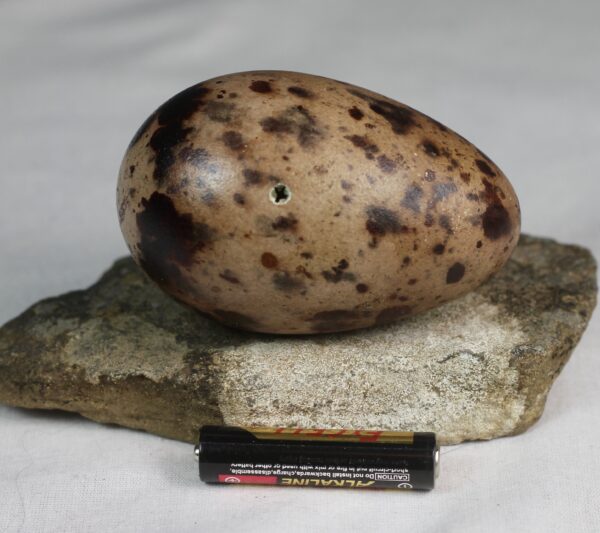 Razorbill egg #1 - Image 3