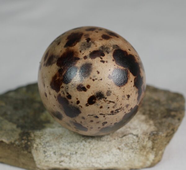 Razorbill egg #1 - Image 4