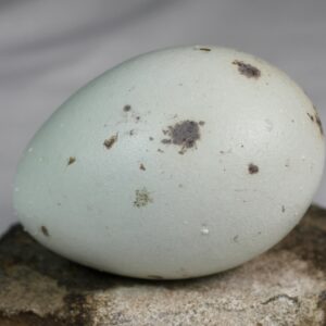 Glaucious gull egg