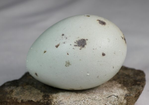 Glaucious gull egg