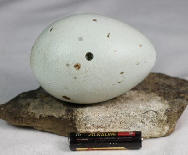 Glaucious gull egg - Image 3