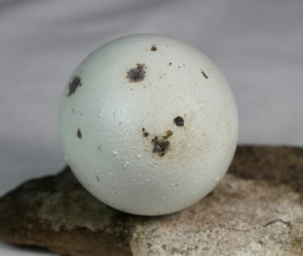 Glaucious gull egg - Image 4