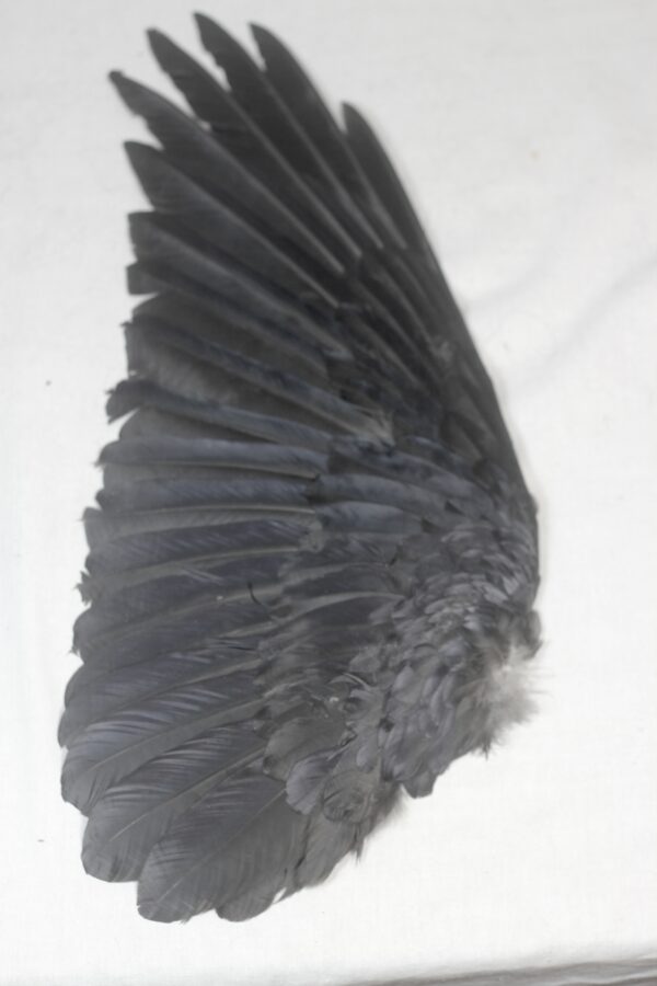 Raven wing - Image 2