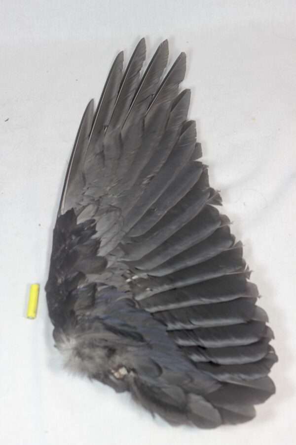 Raven wing - Image 3