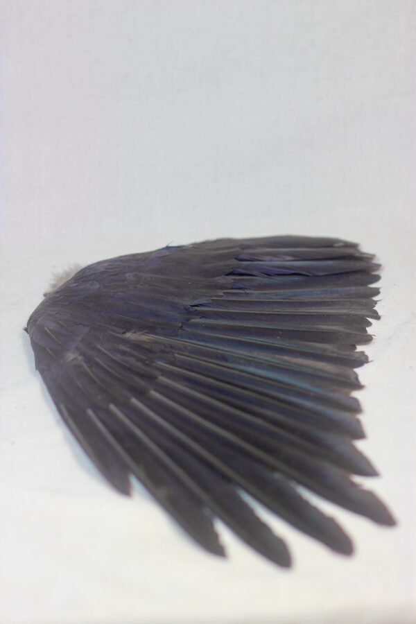 Raven wing - Image 4