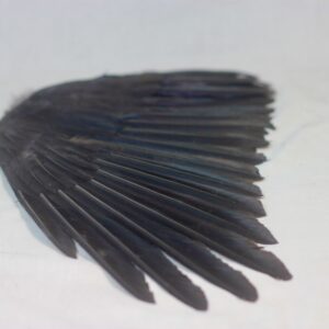 Raven wing