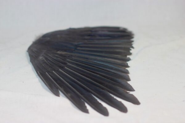 Raven wing
