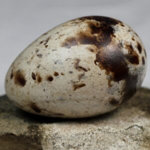 Razorbill egg #2