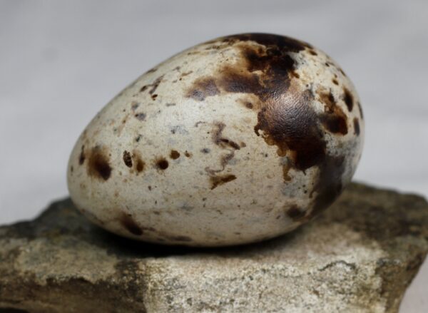 Razorbill egg #2