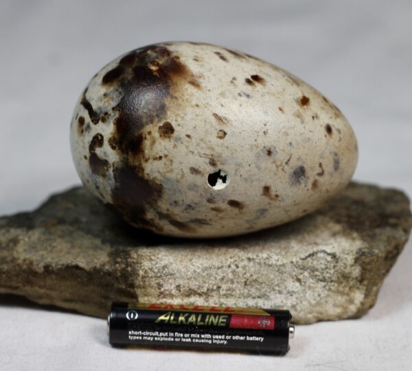 Razorbill egg #2 - Image 3