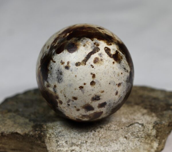 Razorbill egg #2 - Image 4