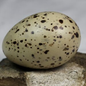 Great black-backed gull egg # 1
