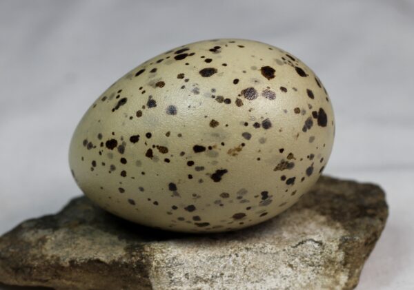 Great black-backed gull egg #2 - Image 2