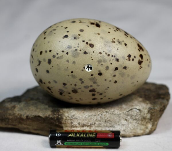 Great black-backed gull egg #2 - Image 3