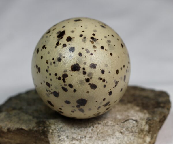 Great black-backed gull egg #2 - Image 4