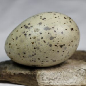 Great black-backed gull egg #2
