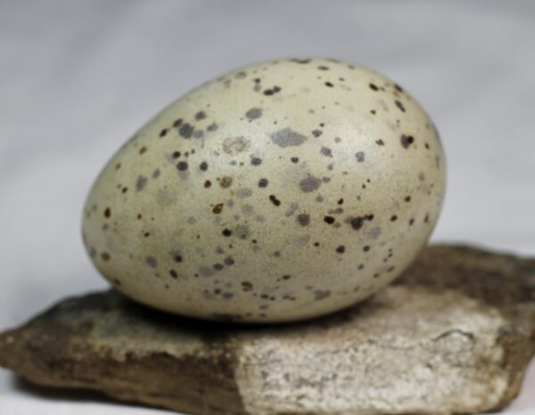 Great black-backed gull egg #2 - Image 5