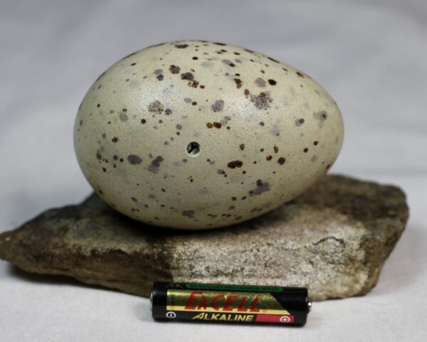 Great black-backed gull egg #2 - Image 6