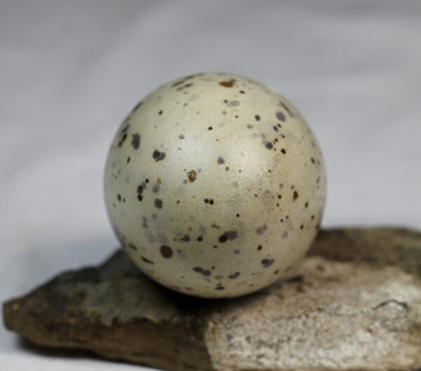Great black-backed gull egg #2 - Image 7