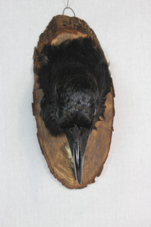 Raven head mount - Image 2