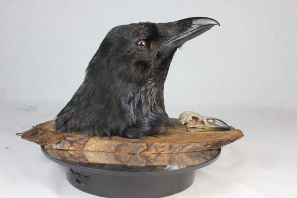 Raven head mount - Image 3