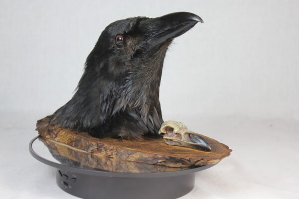 Raven head mount - Image 4