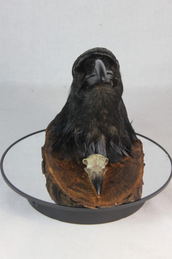 Raven head mount - Image 5
