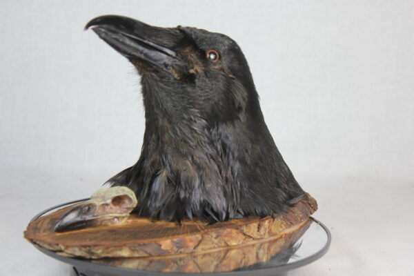 Raven head mount - Image 6