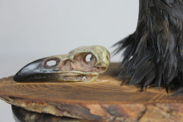 Raven head mount - Image 9