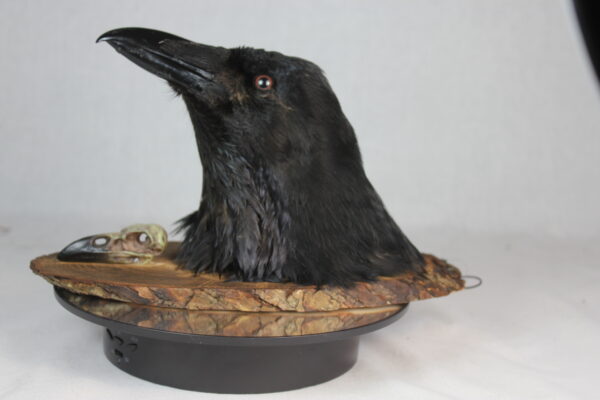 Raven head mount - Image 8