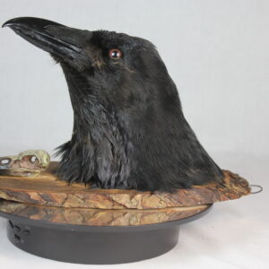 Raven head mount