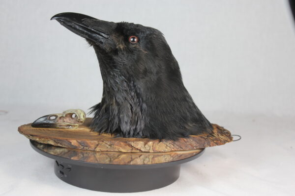 Raven head mount