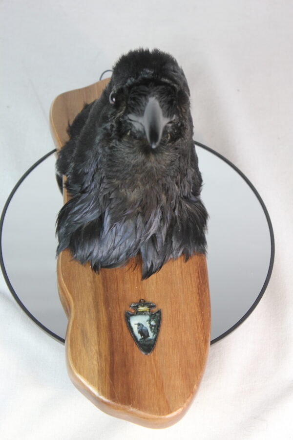 Raven head mount #2 - Image 4