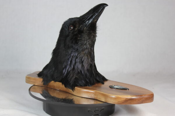Raven head mount #2 - Image 6