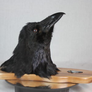 Raven head mount #2