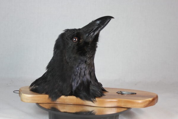 Raven head mount #2