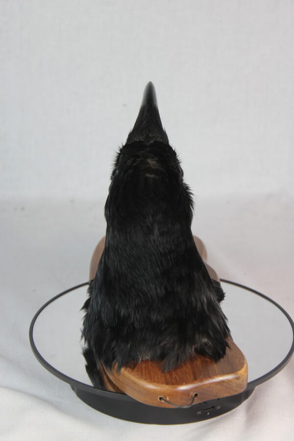 Raven head mount #2 - Image 8