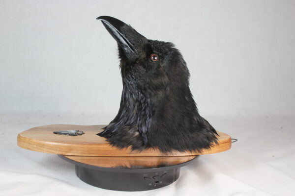 Raven head mount #2 - Image 9