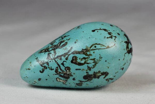 guillemot egg # 1