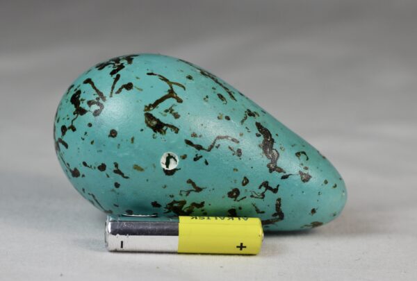 guillemot egg # 1 - Image 3